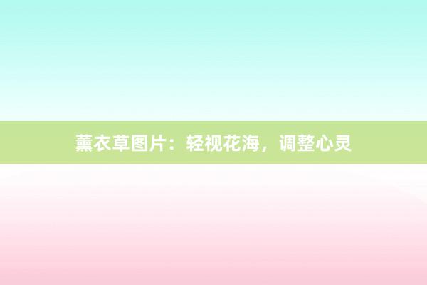 薰衣草图片：轻视花海，调整心灵